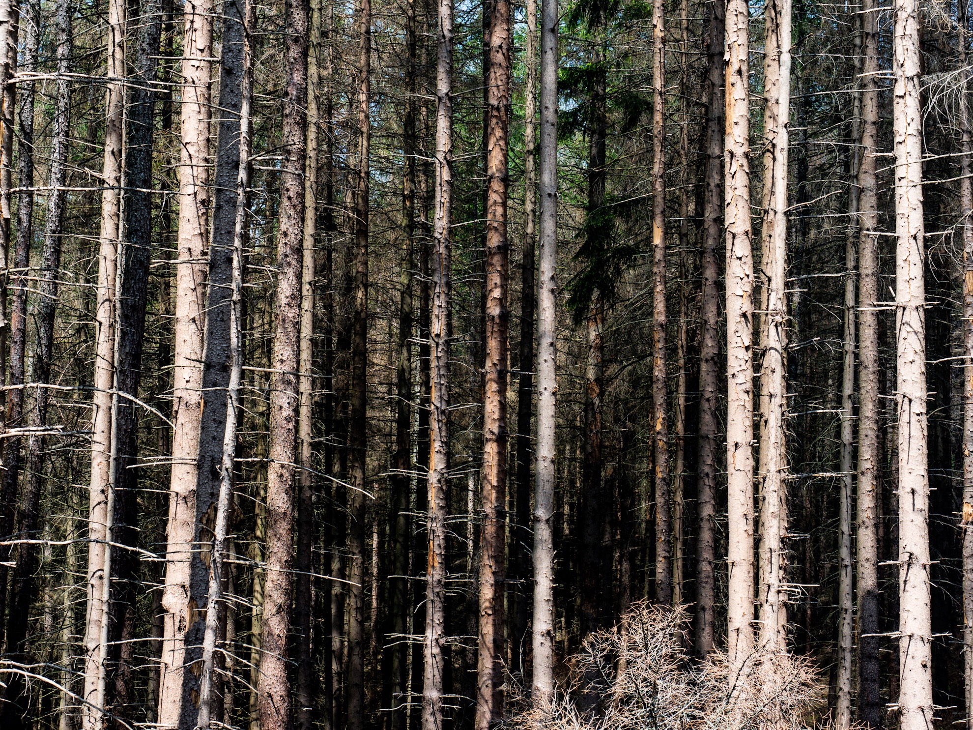 Borkenkäfer Wald