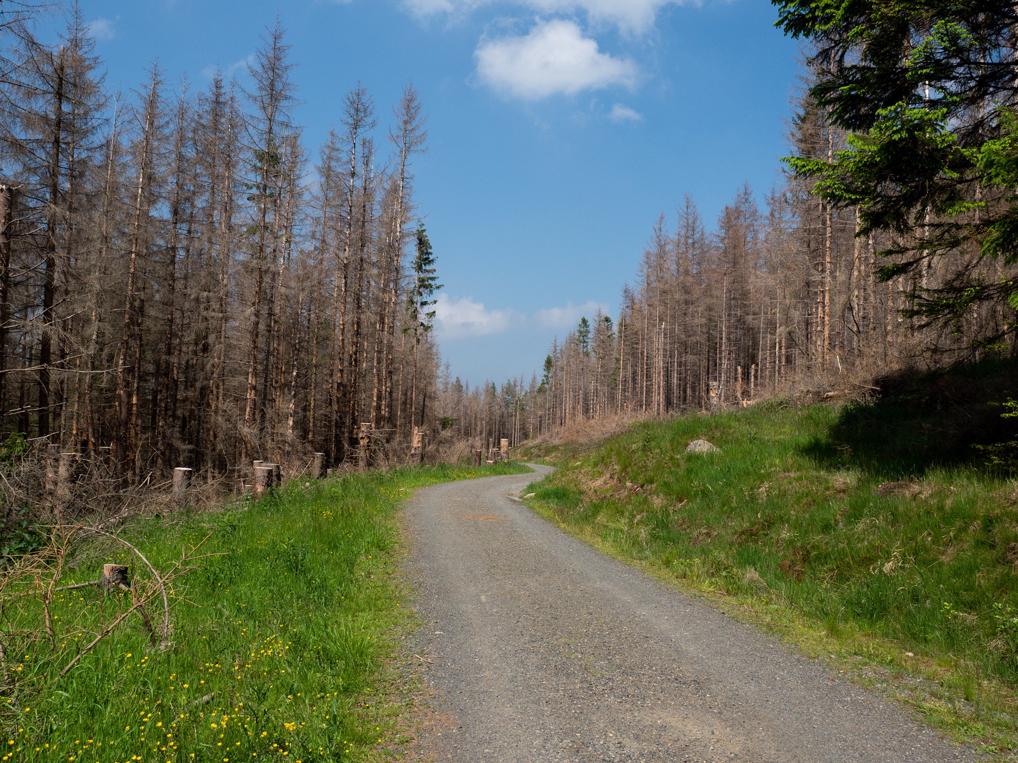 Auf dem Jagdweg in Richtung Plessenburg