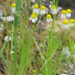 Matricaria chamomilla L.